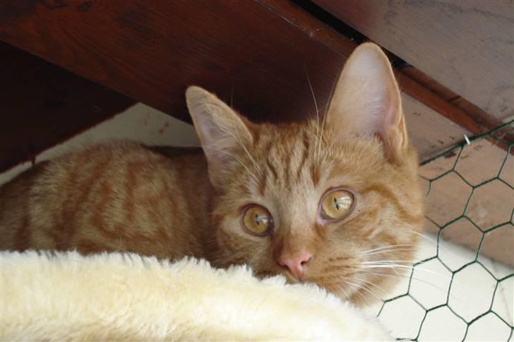 Europé IC. DK*Boholdt Super Karla - Hej,nu skall jeg ligger lidt,uuhaaa!!! billede 11