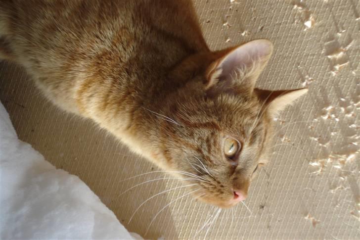 Europé IC. DK*Boholdt Super Karla - Nej,er det strengt! billede 12