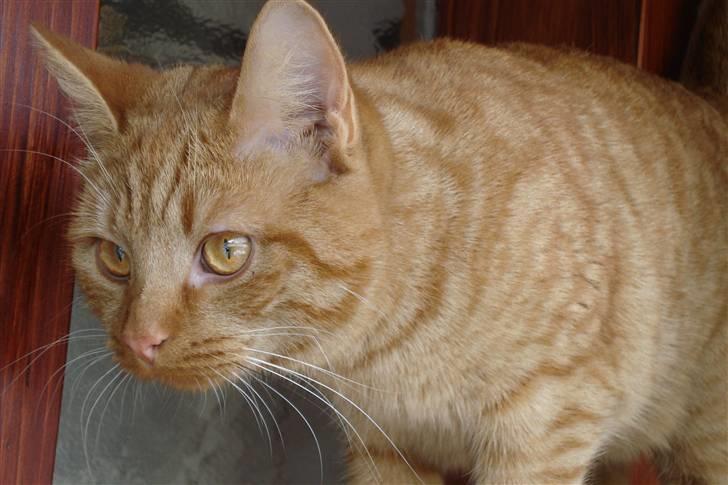 Europé IC. DK*Boholdt Super Karla - Skall jeg springe nu? billede 13