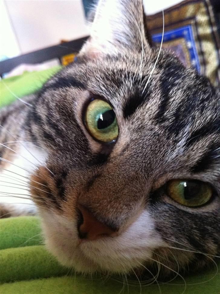 Huskat Bijoux billede 1