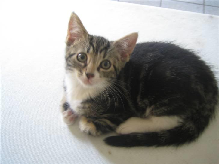 Huskat Bijoux billede 2