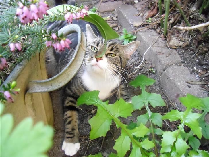 Huskat Bijoux - Dejligt forårs vejr :) billede 3