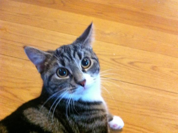 Huskat Bijoux billede 4