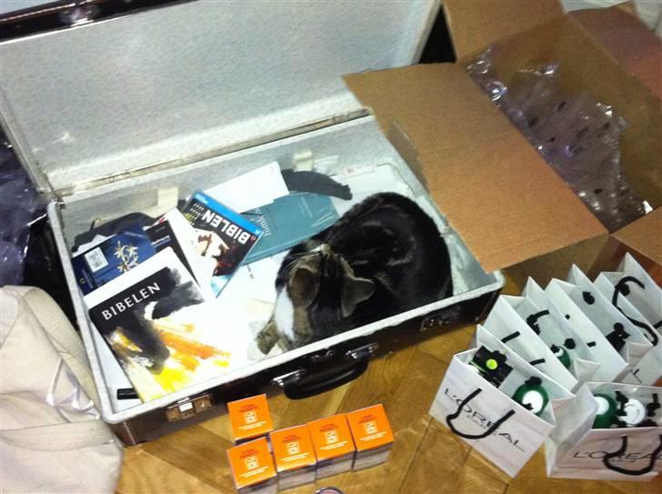 Huskat Bijoux - En kristen kat :) billede 5