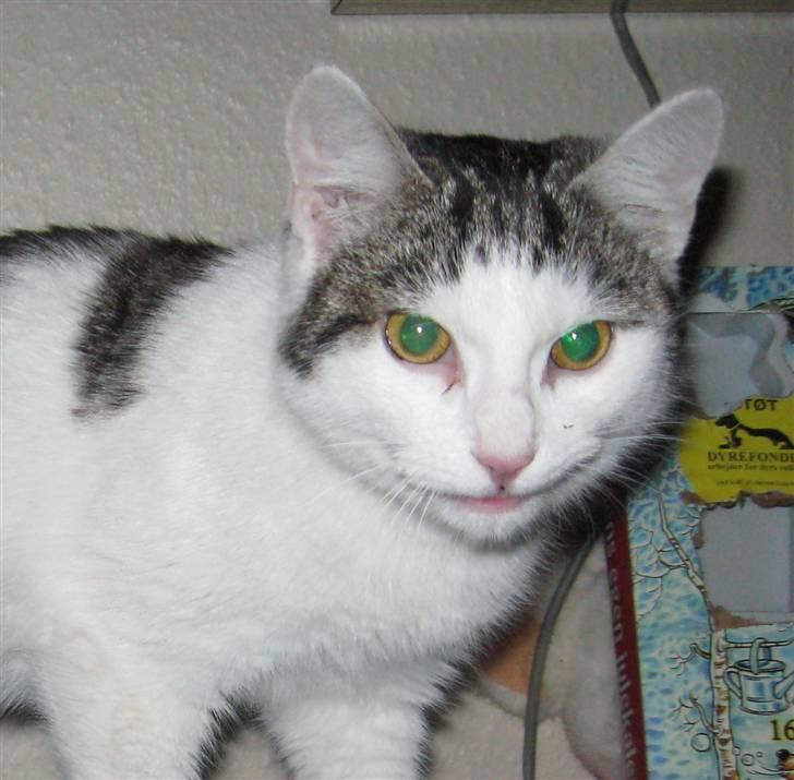 Huskat Malou - Her smiler Malou til jer alle ss billede 1