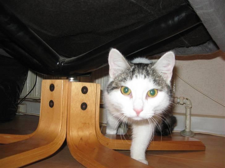 Huskat Malou - her opdager hun en mærkelig blitz ;o) billede 2