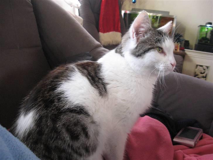 Huskat Malou - her sidder jeg bare og slapper af  billede 3