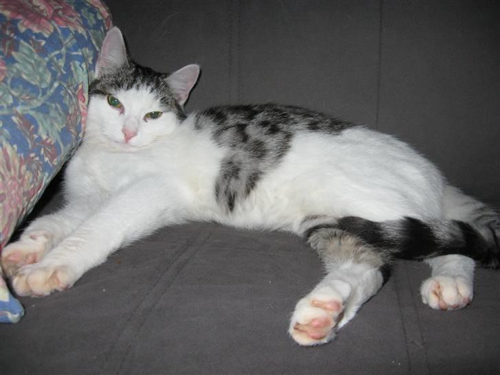 Huskat Malou - her daser hun bare efter en lang tur hjem fra fyns land billede 4