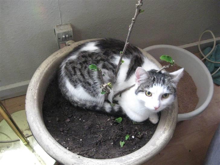 Huskat Malou - her syntes hun , hun skulle ligge den første dag men det har vi nu byttet ud med en hule ss billede 5