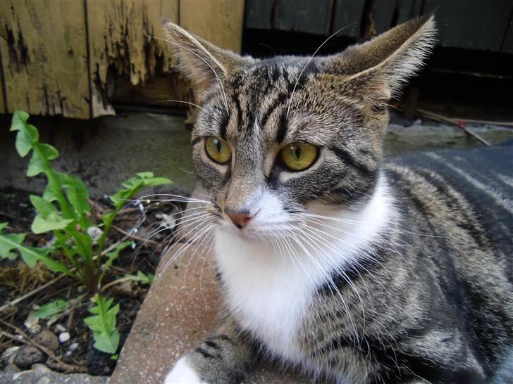 Huskat Bijoux billede 6