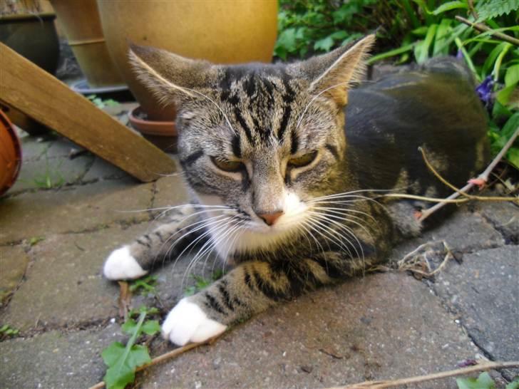 Huskat Bijoux - Varmen gør Bijoux træt...:-) billede 7