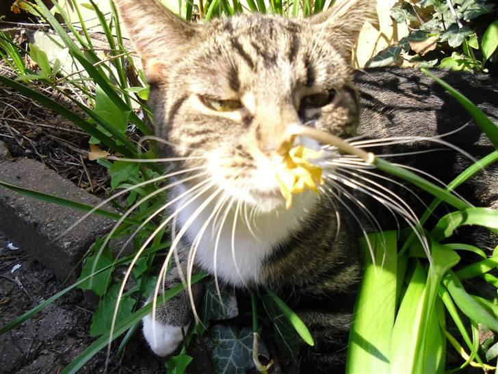 Huskat Bijoux - "Den her blomst dufter godt!" billede 8