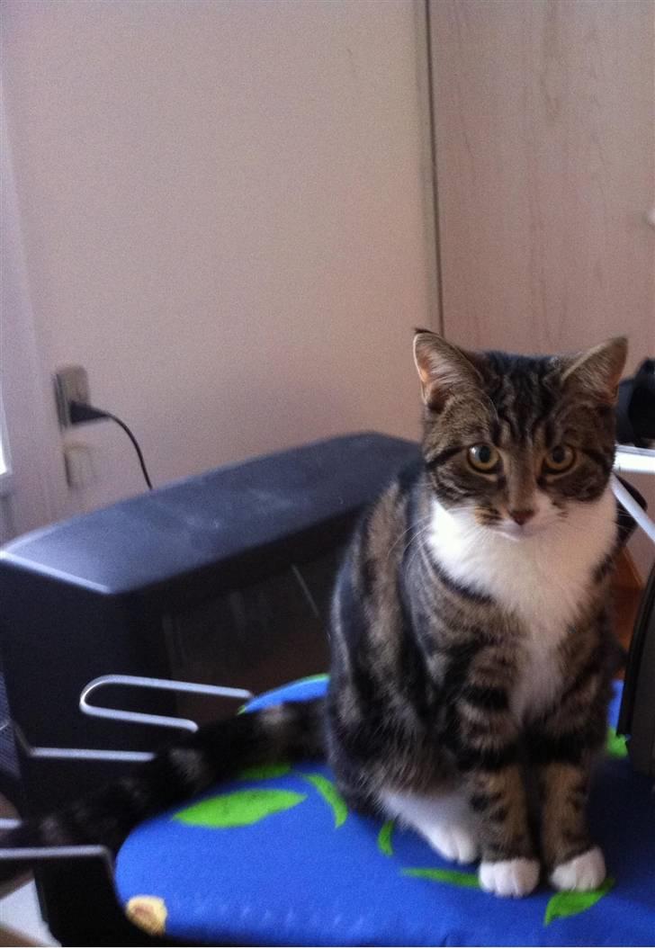 Huskat Bijoux - Nej altså Bijoux.. Du skal da ikke stryges!? xD billede 9