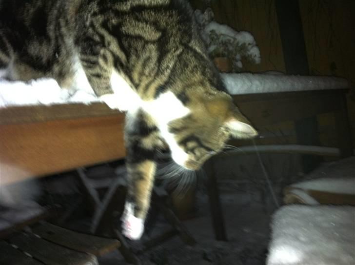 Huskat Bijoux - Bijoux´s første sne. billede 10