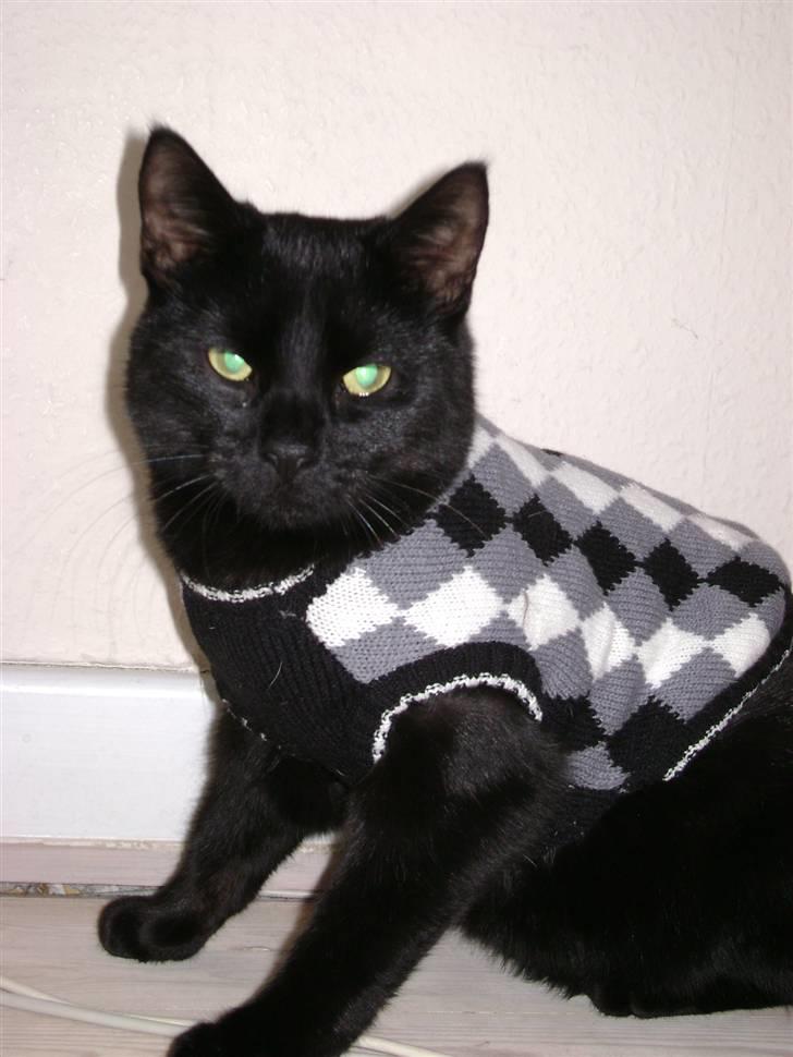 Huskat Nimbus - R.I.P! Vil i fred!!<3 billede 2