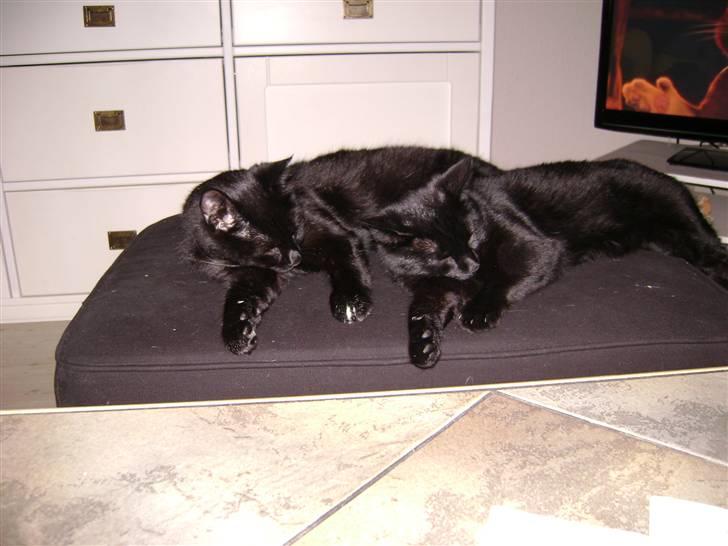 Huskat Nimbus - R.I.P! Vil i fred!!<3 billede 3