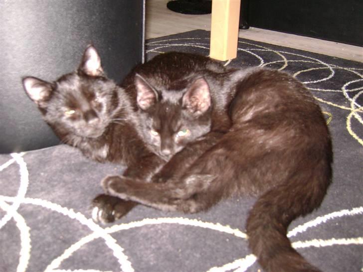 Huskat Nimbus - R.I.P! Vil i fred!!<3 billede 4