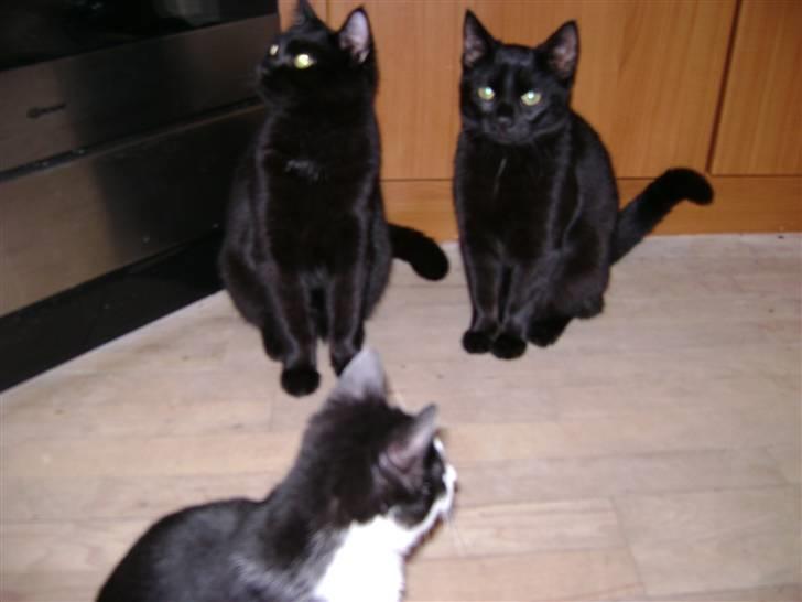 Huskat Nimbus - R.I.P! Vil i fred!!<3 billede 6