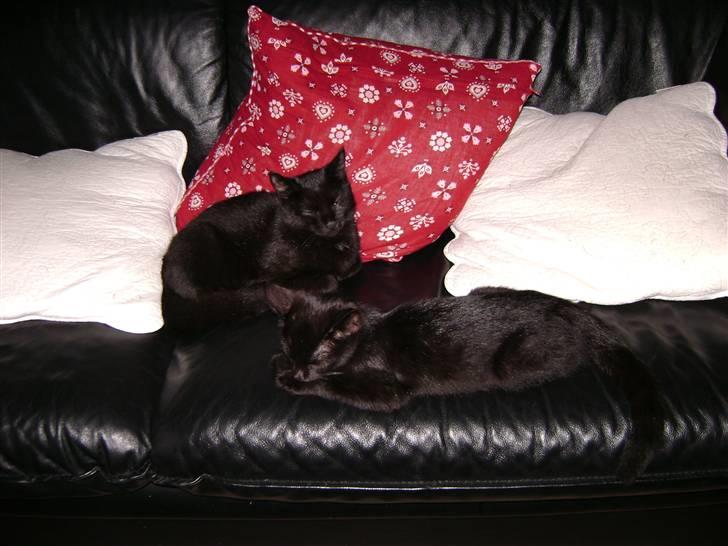 Huskat Nimbus - R.I.P! Vil i fred!!<3 billede 7