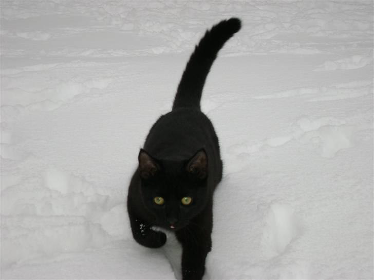 Huskat Nimbus - R.I.P! Vil i fred!!<3 billede 1