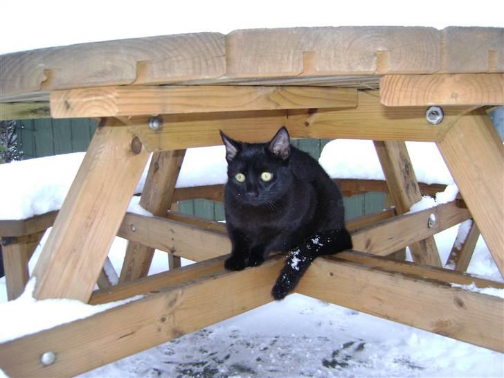 Huskat Nimbus - R.I.P! Vil i fred!!<3 billede 8