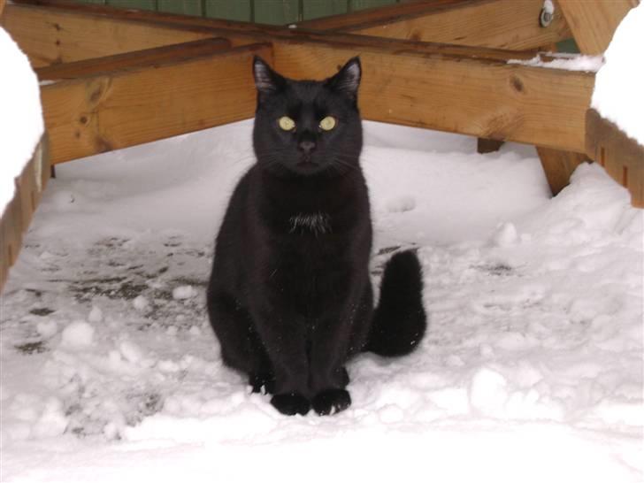 Huskat Simba - Kattenes konge! billede 2