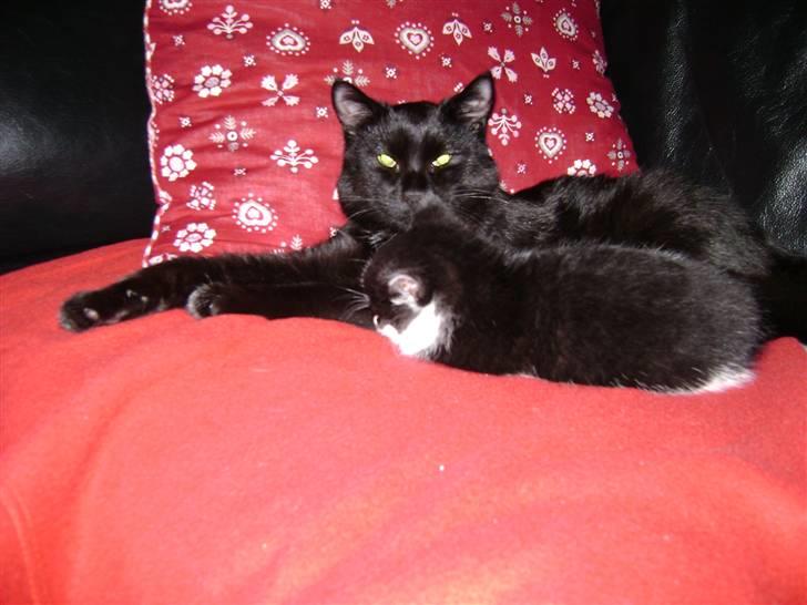 Huskat Simba - Kattenes konge! billede 3