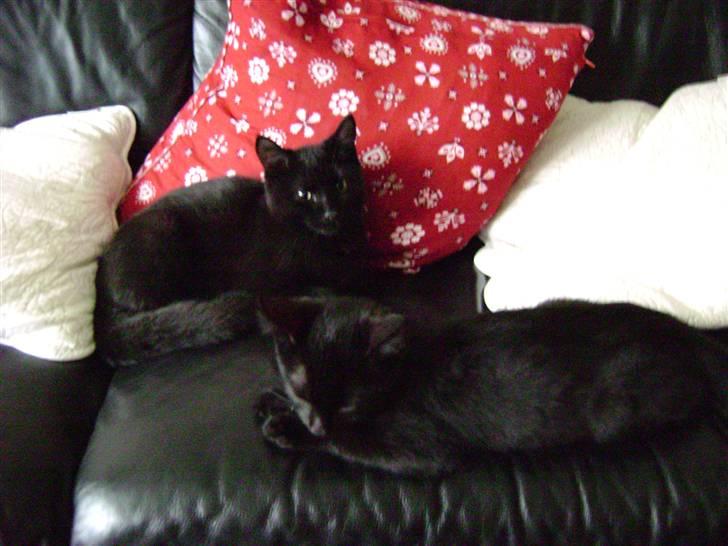 Huskat Simba - Kattenes konge! billede 4