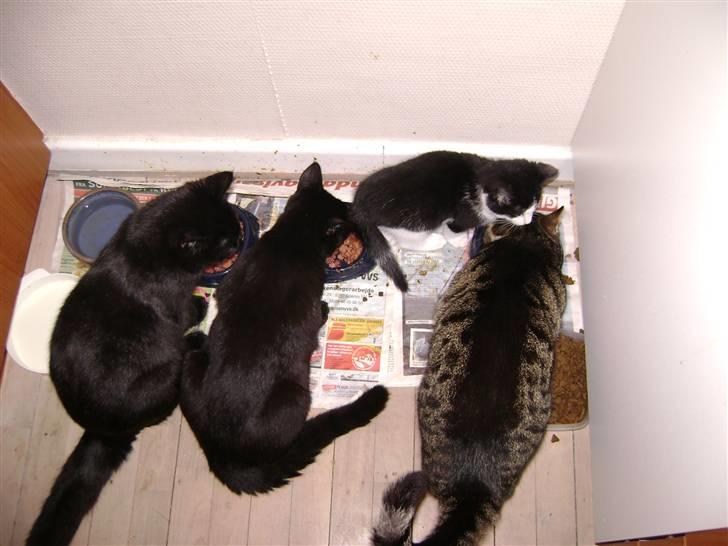 Huskat Simba - Kattenes konge! billede 6