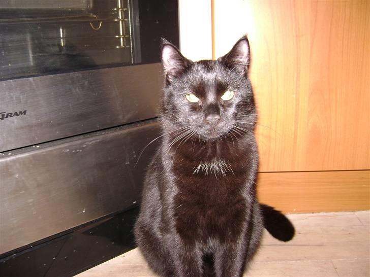 Huskat Simba - Kattenes konge! billede 7