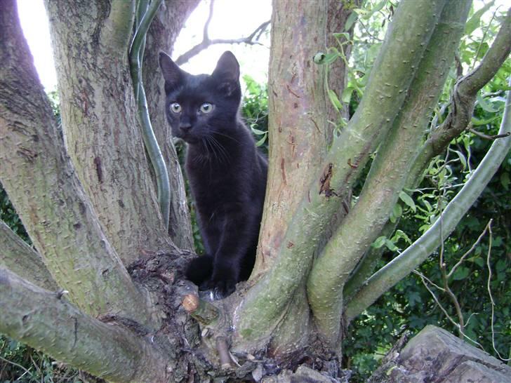 Huskat Simba - Kattenes konge! billede 8