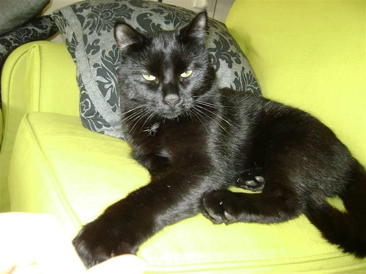 Huskat Simba - Kattenes konge! billede 1