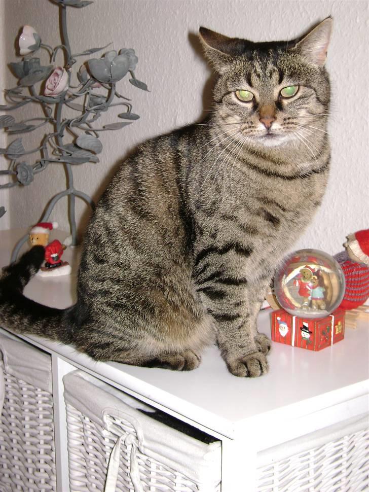 Huskat MisMolly - IKKE MIN MERE! billede 3