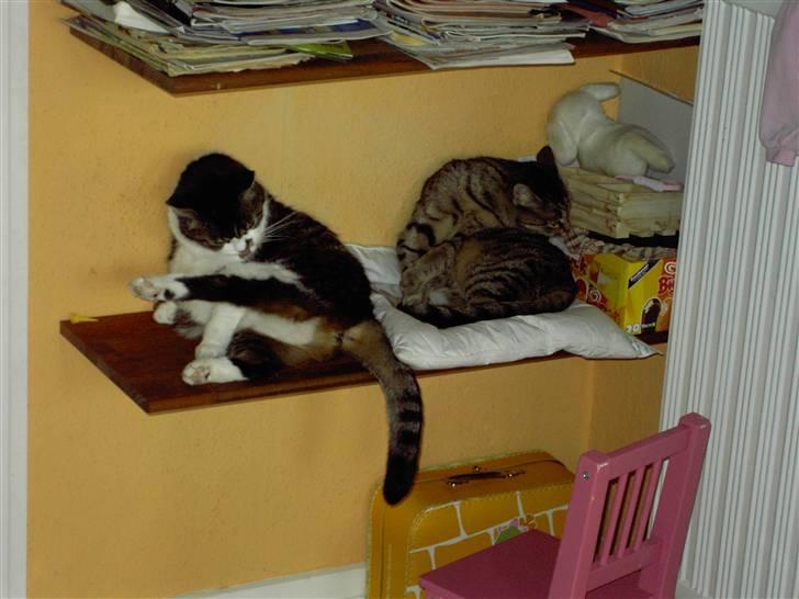 Huskat MisMolly - IKKE MIN MERE! billede 4