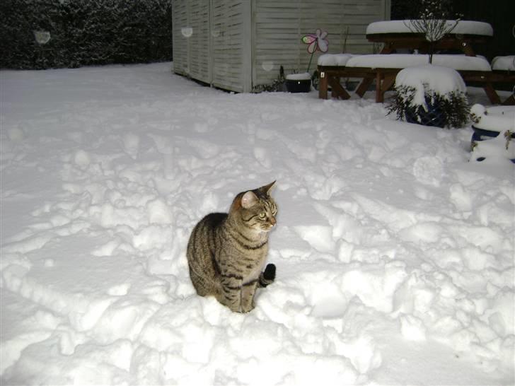 Huskat MisMolly - IKKE MIN MERE! billede 5