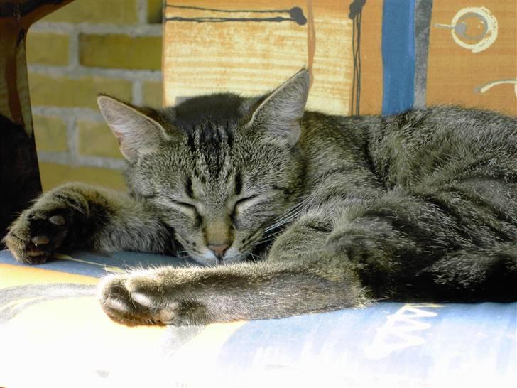 Huskat MisMolly - IKKE MIN MERE! billede 2