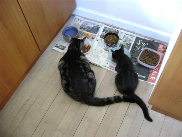 Huskat MisMolly - IKKE MIN MERE! billede 6