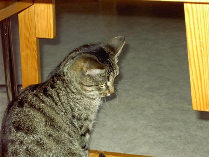 Huskat MisMolly - IKKE MIN MERE! billede 7