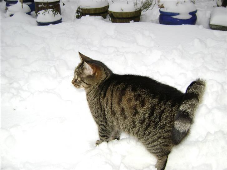 Huskat MisMolly - IKKE MIN MERE! billede 8