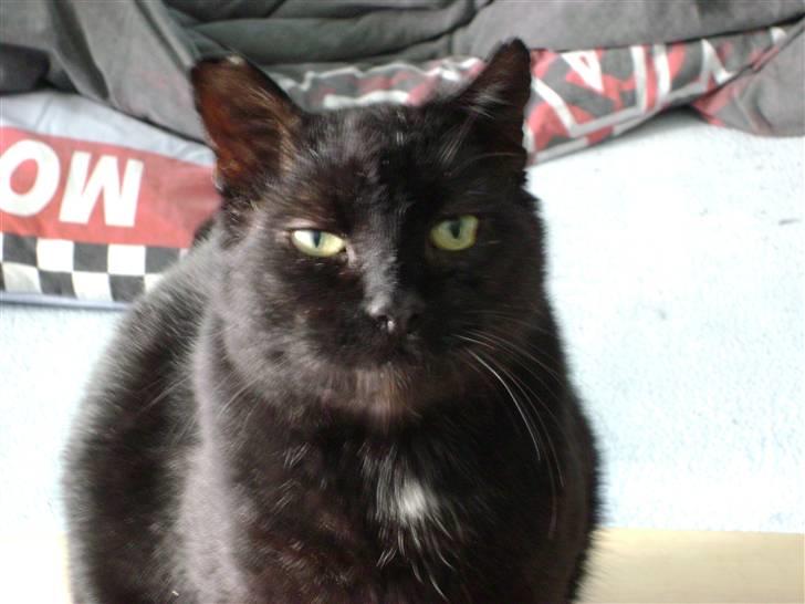 Huskat Simba - Kattenes konge! billede 9