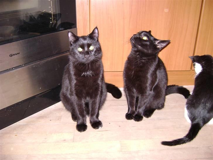 Huskat Simba - Kattenes konge! billede 10