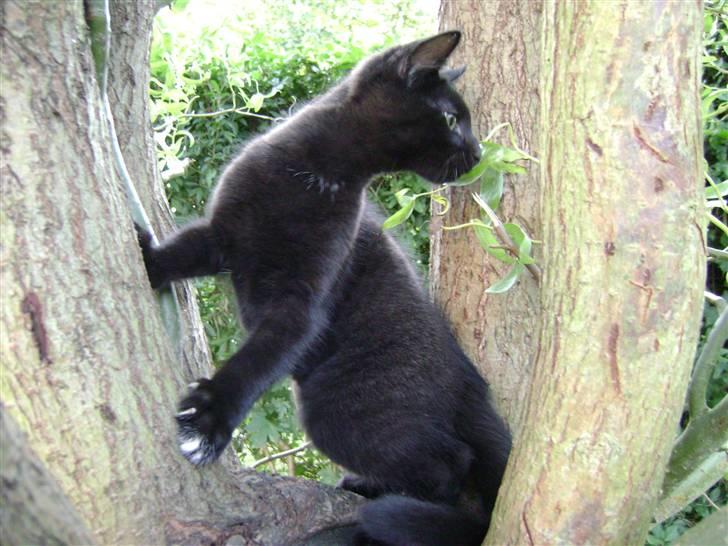 Huskat Simba - Kattenes konge! billede 11