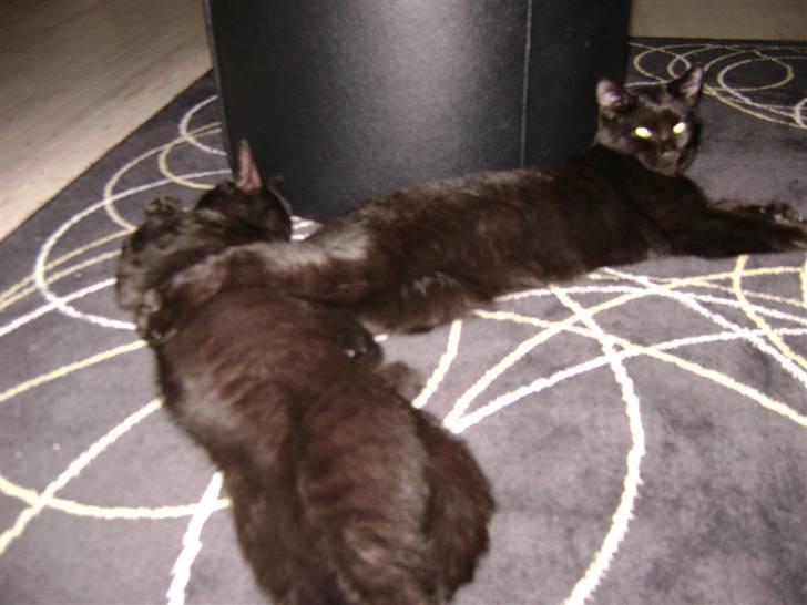 Huskat Simba - Kattenes konge! billede 12