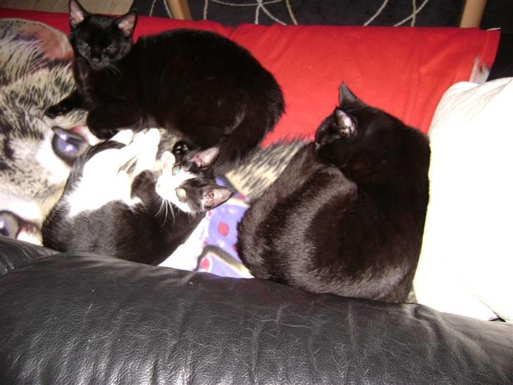 Huskat Simba - Kattenes konge! billede 13