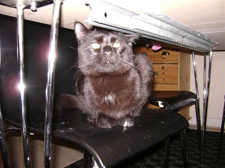 Huskat Simba - Kattenes konge! billede 14