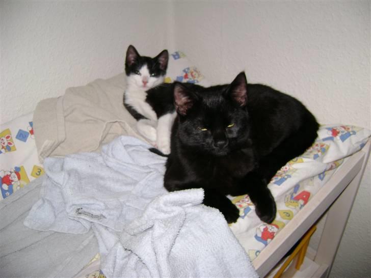 Huskat Nimbus - R.I.P! Vil i fred!!<3 billede 9