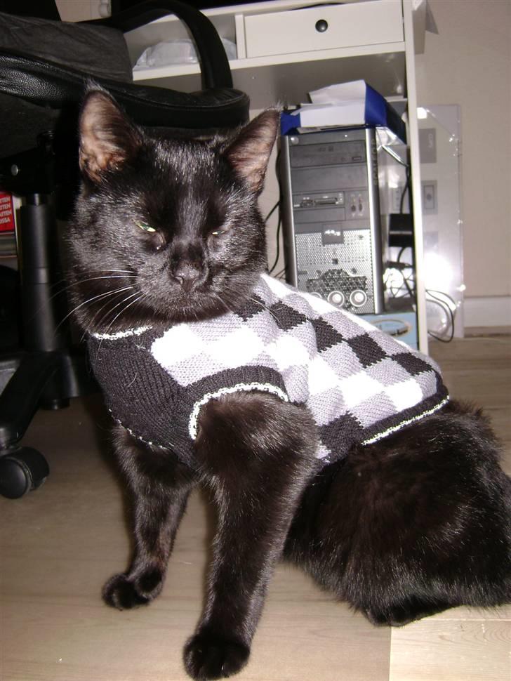 Huskat Nimbus - R.I.P! Vil i fred!!<3 billede 10