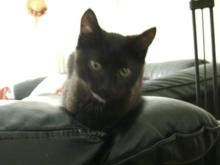 Huskat Nimbus - R.I.P! Vil i fred!!<3 billede 11