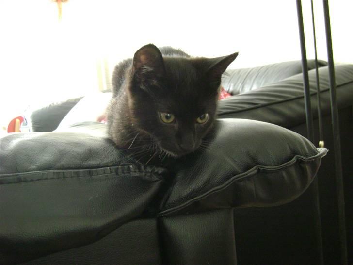 Huskat Nimbus - R.I.P! Vil i fred!!<3 billede 12