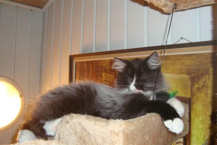 Norsk Skovkat  Fru Marius billede 1